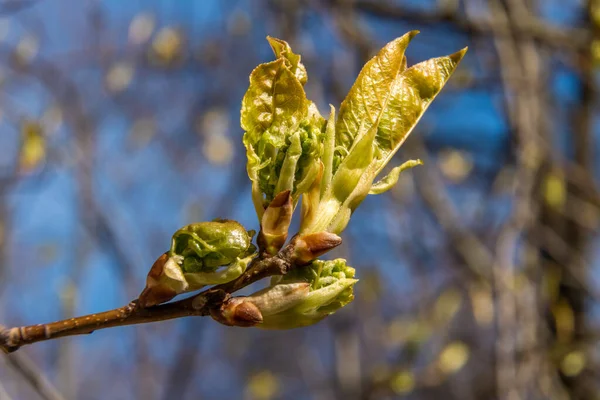 Russie Avril 2021 Les Premières Feuilles Vertes Traversent Les Bourgeons — Photo