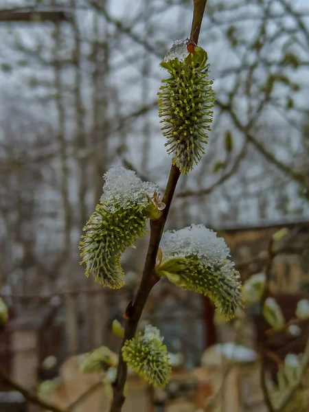 Russia April 2021 Morning Snowfall Budding Spring Willow Shoots Parks — Stock Photo, Image