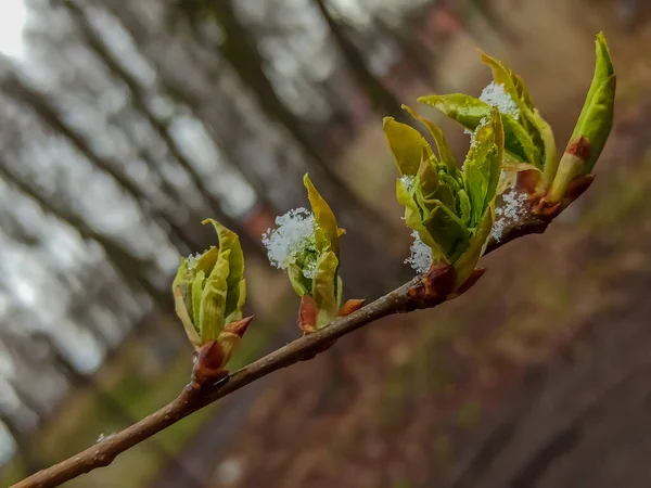 Russia April 2021 Morning Snowfall Budding Spring Shoots Leaves Trees — Stock Photo, Image