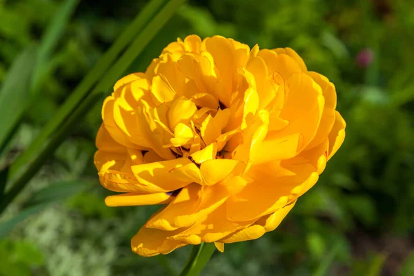 Rosja Maja 2019 Początkiem Ciepłych Wiosennych Dni Żółty Podwójny Tulipan — Zdjęcie stockowe