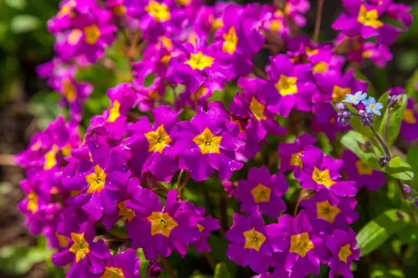 Rusia Mayo 2019 Mayo Las Primeras Flores Onagra Florecieron Los — Foto de Stock