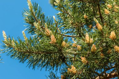 - Rusya. 22 Mayıs 2019. Yeşil çam ağacında, çok genç ve neredeyse şeffaf koniler doğdu..