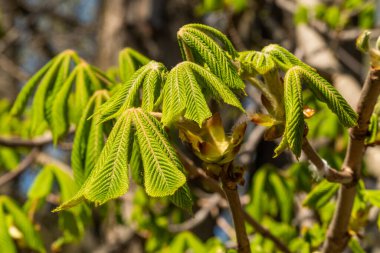 - Rusya. 1 Mayıs 2021. Genç kestane yaprakları Kronstadt 'ın parklarında ve meydanlarında.
