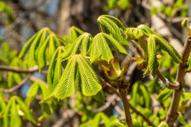 - Rusya. 1 Mayıs 2021. Genç kestane yaprakları Kronstadt 'ın parklarında ve meydanlarında.
