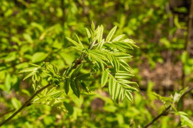 - Rusya. 1 Mayıs 2021. Genç dağ külleri Kronstadt 'ın parklarında ve meydanlarında yetişiyor..