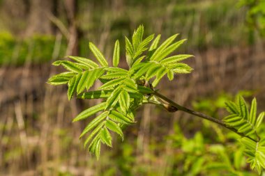 - Rusya. 1 Mayıs 2021. Genç dağ külleri Kronstadt 'ın parklarında ve meydanlarında yetişiyor..