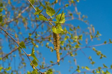 - Rusya. 1 Mayıs 2021. Genç huş ağacı Kronstadt 'ın parklarında ve meydanlarında yapraklar bırakıyor..
