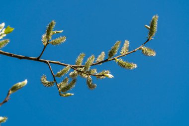 - Rusya. 1 Mayıs 2021. Kronstadt 'ın parklarında ve meydanlarında genç sulu söğütler.