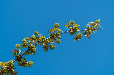 - Rusya. 1 Mayıs 2021. Genç sulu yapraklar ve yaşlılar Kronstadt 'ın parklarında ve meydanlarında filizleniyor..