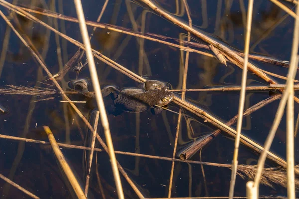 Rusland Mei 2021 Een Meerkikker Houdt Een Riet Vast Koestert — Stockfoto