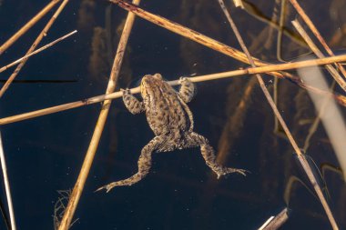 - Rusya. 15 Mayıs 2021. Bir göl kurbağası sazlığa tutunur ve Leningrad bölgesindeki Sukhodolsky Gölü 'nün sularında güneşlenir..