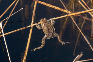 - Rusya. 15 Mayıs 2021. Bir kurbağa Sukhodolsky gölünde güneşleniyor..