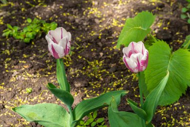 - Rusya. 19 Mayıs 2021. Yazın yaklaşmasıyla, Kronstadt şehir avlularının çiçek tarlalarında ve çimlerinde parlak renkli laleler çiçek açtı..