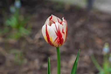 - Rusya. 19 Mayıs 2021. Yazın yaklaşmasıyla, Kronstadt şehir avlularının çiçek tarlalarında ve çimlerinde parlak renkli laleler çiçek açtı..