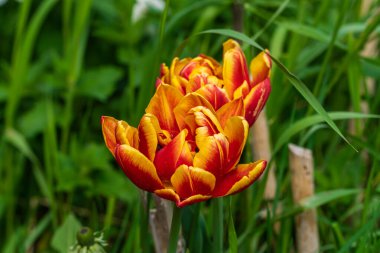 - Rusya. 19 Mayıs 2021. Yazın yaklaşmasıyla, Kronstadt şehir avlularının çiçek tarlalarında ve çimlerinde parlak renkli laleler çiçek açtı..