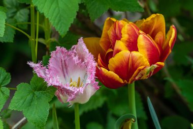 - Rusya. 19 Mayıs 2021. Yazın yaklaşmasıyla, Kronstadt şehir avlularının çiçek tarlalarında ve çimlerinde parlak renkli laleler çiçek açtı..