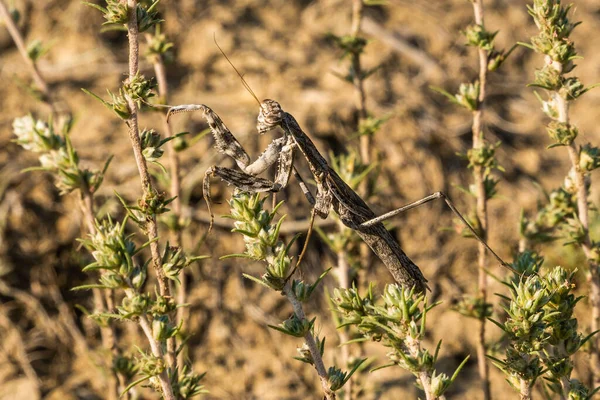 A República da Crimeia. 11 de Julho de 2021. Um grande mantis de cor de areia na Montanha Alchak na cidade de Sudak. — Fotografia de Stock