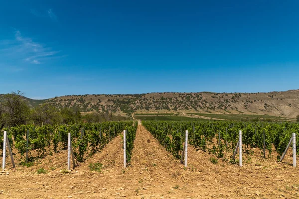 Republic Crimea July 2021 Tractor Weeds Land Vineyards Famous Sunny — Stock Photo, Image