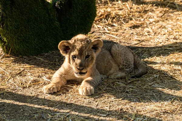 Crimea July 2021 Small Funny Lion Cub Lazily Lies Grass — Stock Photo, Image