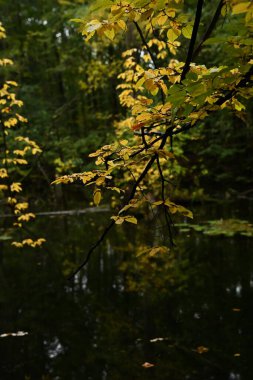 Vertical forest scene of yellow and green autumn leaves hanging over dark, still water. Focus on seasonal change, moody atmosphere, nature tranquility, and water reflection.