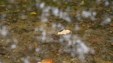 Kahverengi bir meşe yaprağının karanlık bir su yüzeyinde yavaşça sürüklenişini yakından çek. Yağmur damlaları bazen yaprağın etrafında dalgalanmalar ve konsantre çemberler oluşturur. Huzursuz, karamsar bir sonbahar geçmişi.