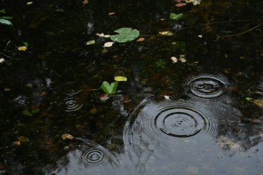 Close-up view of raindrops falling on a calm forest pond, creating concentric ripples among floating leaves and reflections. Captures the peaceful atmosphere of autumn rain and the beauty of natural water textures. 
