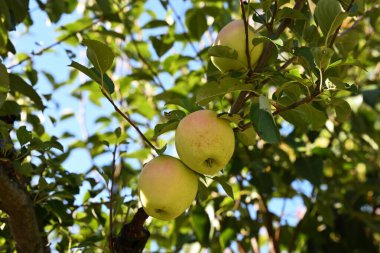 Açık mavi gökyüzünün altındaki bir ağaç dalında olgunlaşan taze elmalara yakın çekim. Güneş ışığı yaprakların arasından süzülerek sonbaharın ve doğal hasatın özünü yansıtan sıcak ve davetkar bir atmosfer yaratır..
