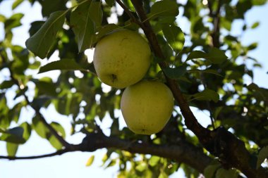 Akşam güneşinin yumuşak parıltısıyla aydınlanan bir ağaç dalından sarkan altın yeşili elmalar. Görüntü, sonbaharın ilk zamanlarındaki dinginliği ve güzelliği yansıtıyor. Olgunluğu, doğal bolluğu ve hasat mevsimini simgeliyor..