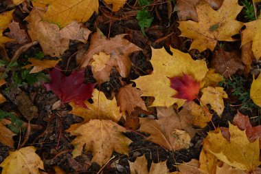 Overhead view of a dense mix of gold, brown, and striking red maple leaves. A natural, full-frame background symbolizing the beautiful and dramatic change of seasons