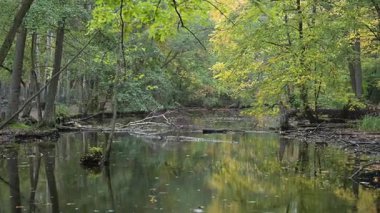 Açık havada, ormanın derinliklerindeki sakin bir nehrin yüksek kalitede 4K 'lık manzarası. Yağmur damlaları su yüzeyinde kaotik dalgalanmalara neden olur (rüzgar / dalga etkisi yoktur). Doğa, farkındalık ve turizm kavramları için ideal.. (
