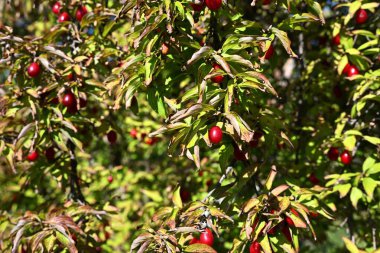 Kurumuş yaprakları olan bir dalda kırmızı dutların canlı yakın çekimi. Kış gelmeden önce sonbahar kır evinin (kır evi) güzelliğini ve son verimli dönemini yakalar..