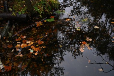 Pürüzsüz, karanlık bir su yüzeyine saçılmış turuncu ve kahverengi sonbahar yapraklarının yukarıdan aşağı sinematik çekimi. Doğal çevrenin mevsimsel dokusunu ve renk detaylarını vurgular.