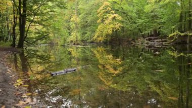 Yüksek çözünürlüklü 4K video. Yavaş bir soldan sağa kamera hareketi parlak renkli bir sonbahar ağacını yansıtan bir nehri yakalar. Küçük dalgalar ve düşen sarı yapraklar dinamik ve rahatlatıcı bir zemin oluşturur..