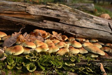 Bir kütükte yetişen çeşitli mantarlar (mantarlar), yosunlar ve yosunlar içeren yüksek detaylı yatay fotoğraf. Bilim kitapları, raporlar ve doğa koruma grafikleri için ideal. 