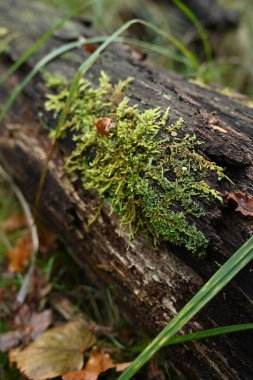 Canlı yeşil yosun ve koyu ahşabın detaylı doğal dokusu. Organik yüzey sürdürülebilir markalaşma, yavaş besin kavramları ve ağ altyapısı için mükemmeldir.
