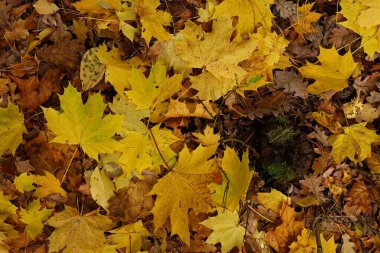 Parlak renkli sonbahar yapraklarından oluşan yoğun bir halının yüksek kaliteli, canlı arkaplan görüntüsü. Tasarım elementi, mevsimlik kapak ya da atmosferin ihtiyaç duyulduğu web sitesi arka planı olarak mükemmel.