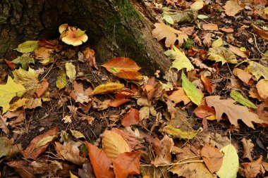 Yüksek çözünürlüklü zengin kahverengi, turuncu ve sarı sonbahar yaprakları sert ağaç kabuğunun yanında karmaşık bir yüzey dokusu sağlar. Dijital arkaplan ya da 3B doku haritası olarak ideal.