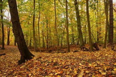 Yoğun bir sonbahar ormanının yüksek çözünürlüklü arka planında sıcak ve davetkar bir ışık var. Zengin altın yaprak kapsamı, sağlık ve konforlu temalar için mükemmel bir doku ve duygusal zemin sağlar..