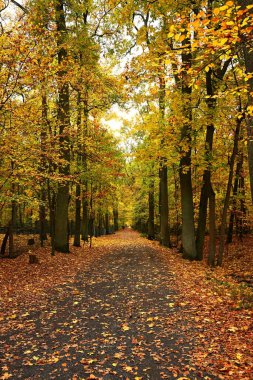 Altın ve sarı ağaç yapraklarıyla tanımlanan düz bir orman şeridinin yüksek etkili dikey arka planı. Mevsimlik reklamlar, web sitesi başlıkları veya atmosferik tasarım projeleri için mükemmel.