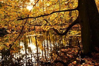 Yatay görüntü, solan altın yaprakların kırılgan su yansımasını yakalıyor. Görüntü, çevrenin kırılganlığını ve sonbaharın anlık güzelliğini vurgular.