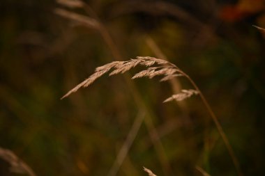 Atmosferik, yabani ot tohumlarının yakın çekim dokusu altın sonbahar ışığı altında koyu, bulanık bir arka plana karşı. Yürüyüş, doğa ve rahatlama ile ilgili tasarım kopyası için ideal.