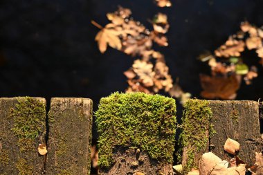 Yeşil yosun ve koyu suyun yanında aşınmış ahşap tam kare kırsal doku. Sonbahar yürüyüşleri, patikalar ve açık hava gezileri için atmosferik bir arka plan olarak ideal..