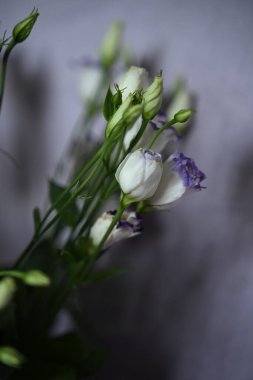 Beyaz yapraklı ve mor kenarlı Eustoma çiçeklerinin güzel dikey düzeni. Tatil süslemeleri, tebrik kartı tasarımları ve kutlama buketleri için ideal.