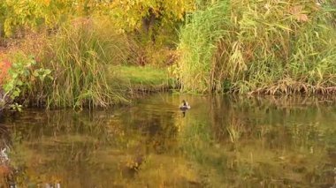 İnsanlardan ve kentsel çevreden korkmayan vahşi hayvanları (Mallard) gösteren yüksek kaliteli bir video. Yumuşak tava, doğayla bütünlüğü ve koşuşturmanın ortasındaki sessiz anların güzelliğini vurgular.