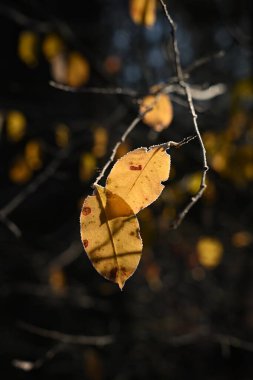 Karanlık, çıplak bir dala yapışan birkaç sarı sonbahar yaprağının yakın çekimi. Güçlü arka plan ışığı dramatik bir zıtlık yaratır ve iyi detayları vurgular, mevsim sonu veya kış havası temaları için mükemmeldir.