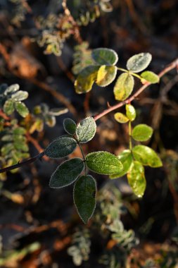 Yakından, tepeden aşağıya doğru düşmüş, kuru meşe yaprakları ince buza ya da rime bulanmış. Güçlü, dramatik güneş ışığı ve gölge, sonbahardan kışa geçişi simgeleyen dokuyu vurgular..
