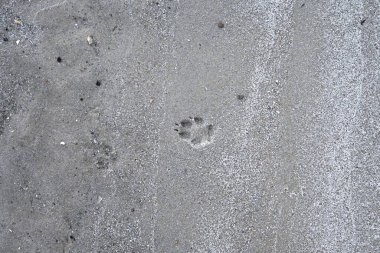Islak, gri kumsalda tek bir hayvan pençesi izinin (muhtemelen bir köpek) tepeden tırnağa yakın çekimi. Minimalist kompozisyonda doku, doğa ve vahşi yaşam / evcil hayvanların varlığı vurgulanıyor..