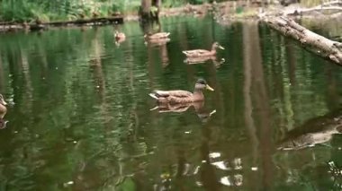 Dört kahverengi ördeğin (Mallard tavukları veya yavruları) 13 saniyelik statik çekimi sorunsuzca yüzüyor ve bazen de gagalarını orman nehrine batırıyor. Rahatlamak için ideal.