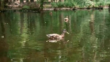 Dört kahverengi ördeğin (Mallard tavukları veya yavruları) 13 saniyelik statik çekimi sorunsuzca yüzüyor ve bazen de gagalarını orman nehrine batırıyor. Rahatlamak için ideal.