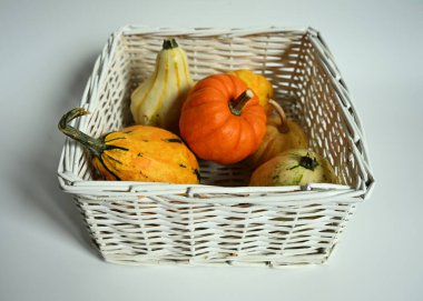 Beyaz hasır sepetin içinde çeşitli küçük süs kabakları (squash) ve balkabaklarından oluşan düz bir tavan. Minimalist tasarım sonbahar tatili dekorasyonu için mükemmel.